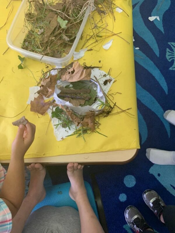 bird-nest